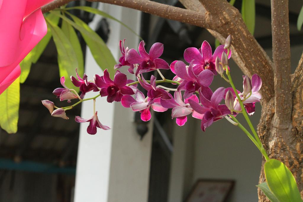 My Parents Guesthouse Kampot Exteriér fotografie